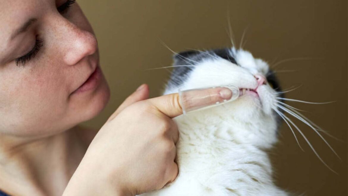 Kedi Diş Çürüğü Tedavisi Fiyatları
