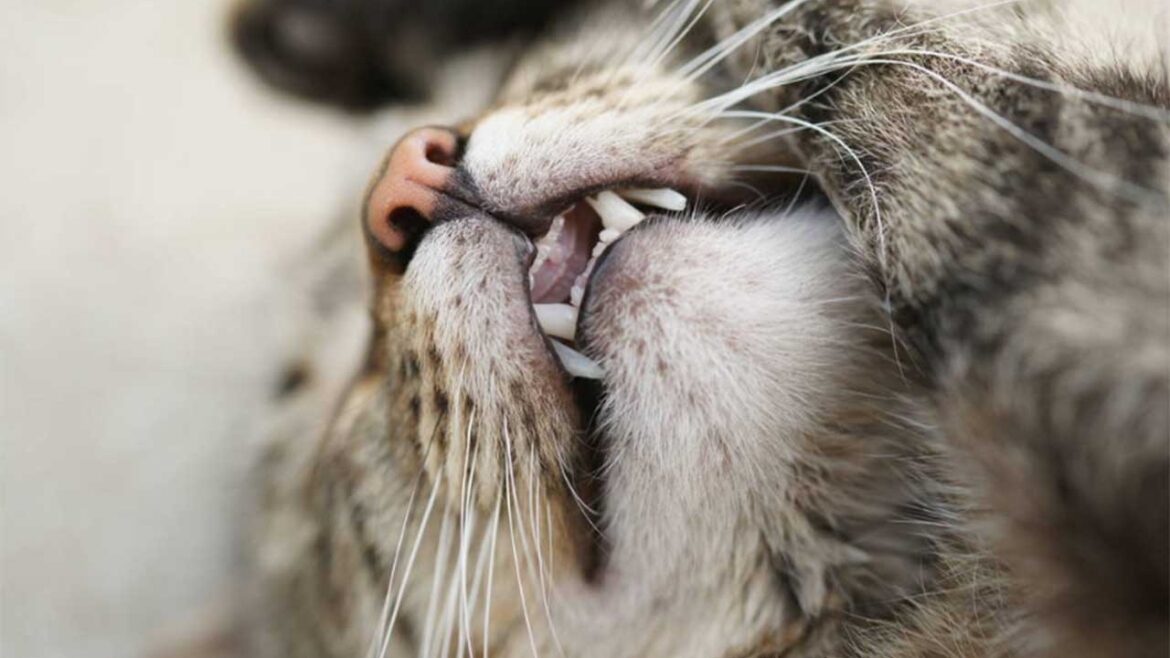 Kedilerin Dişleri Neden Çürür?