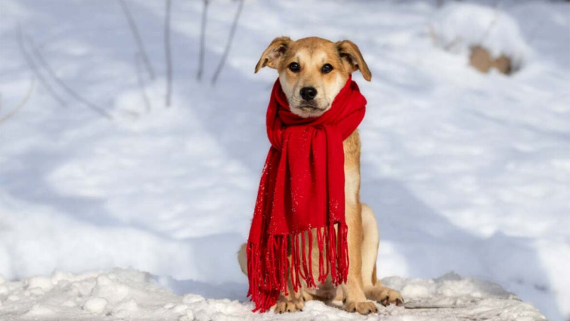 Köpeklerde Mide Üşütmesi Nasıl Önlenir?