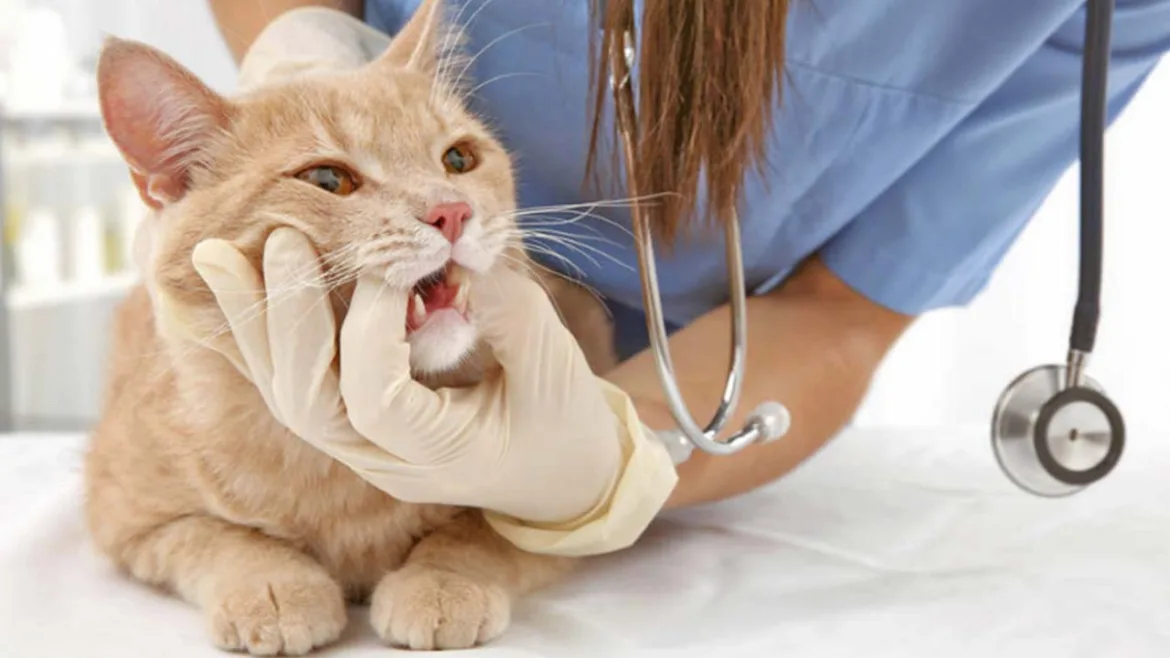 Kedi Diş Eti İltihabı, Diş Apsesi ve Antibiyotik Tedavisi
