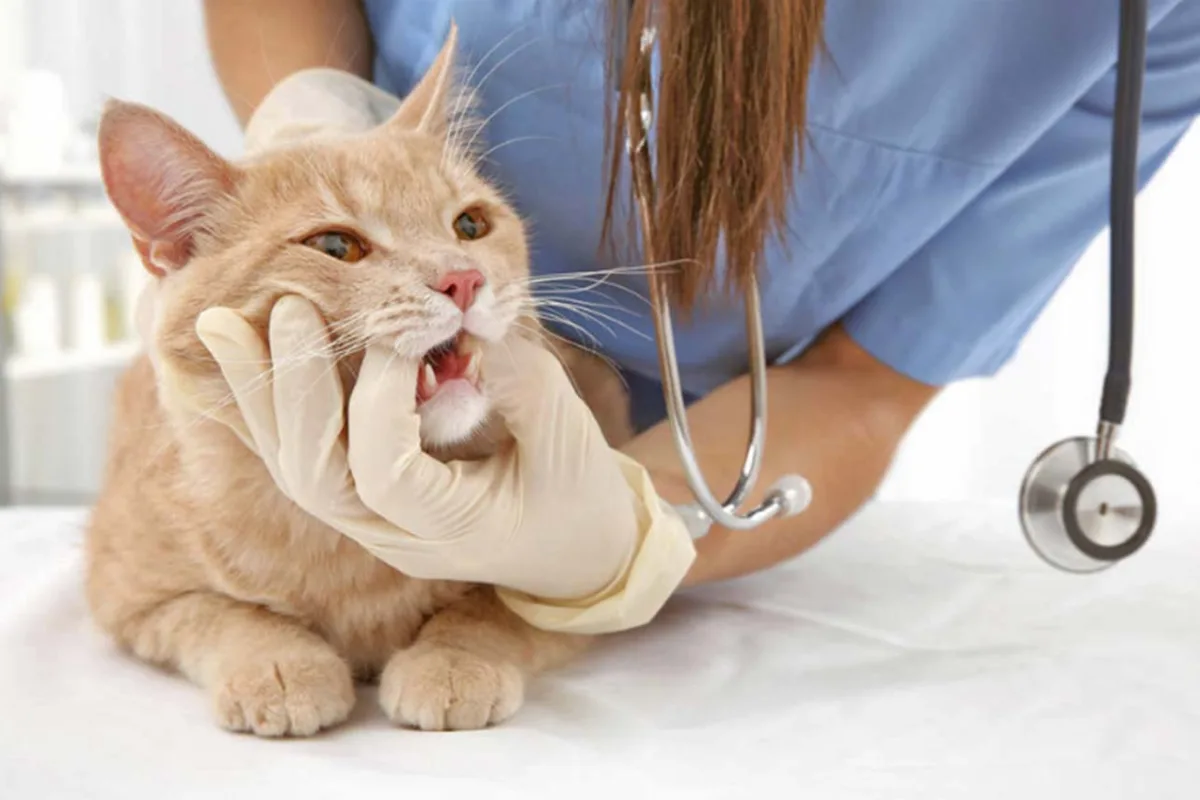 Kedi Diş Eti İltihabı, Diş Apsesi ve Antibiyotik Tedavisi