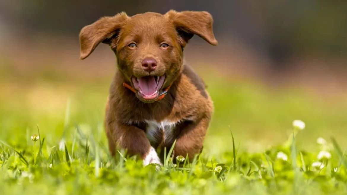 Yavru Köpeklerde Mide Üşütmesi Belirtileri