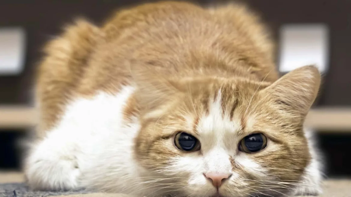 Kedinin Hasta Olduğu Nasıl Anlaşılır? Hangi Belirtiler Görülür? Kedilerde hangi hastalıklar görülür?
