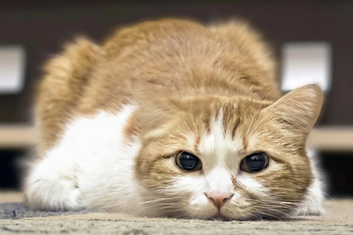 Kedinin Hasta Olduğu Nasıl Anlaşılır? Hangi Belirtiler Görülür?