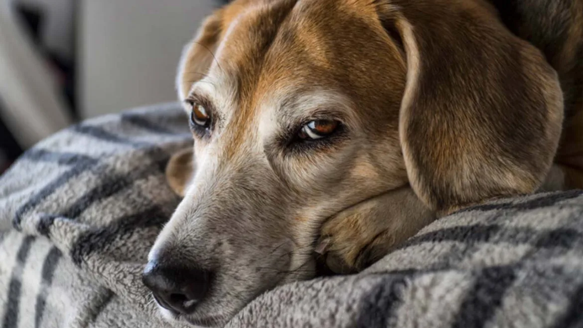 Köpeklerde Mide Bulantısına Ne İyi Gelir?